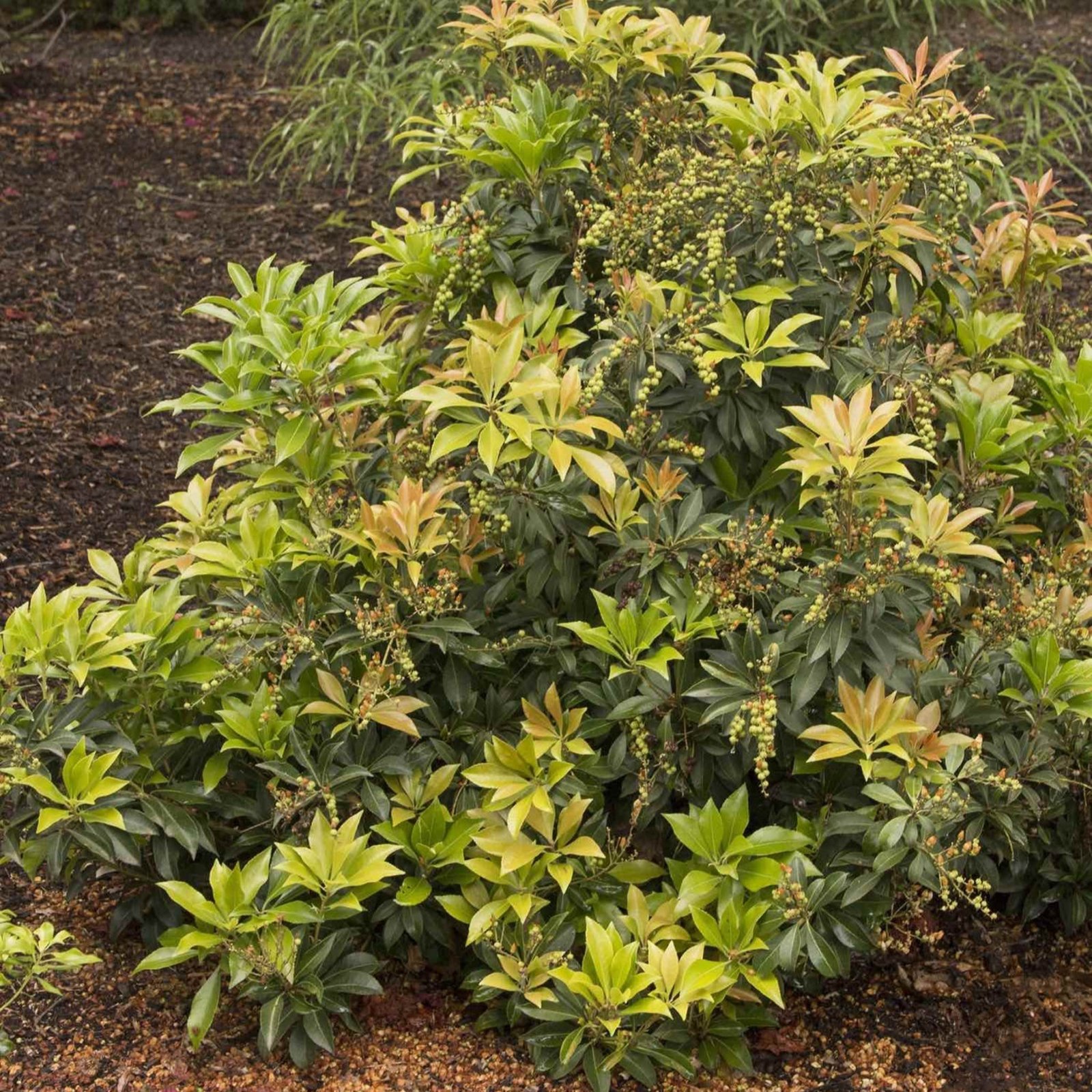 Enchanted Forest® River Run™ Pieris Hover