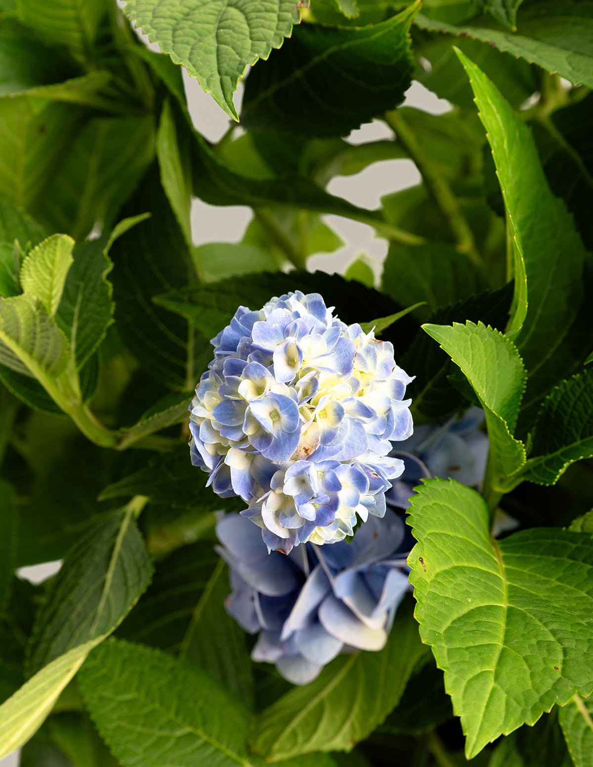 Endless Summer® Hydrangea Hover