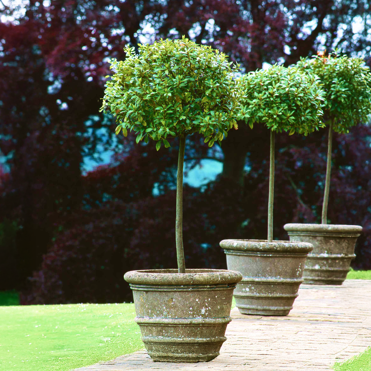 English Laurel Topiary (Single Ball) Hover
