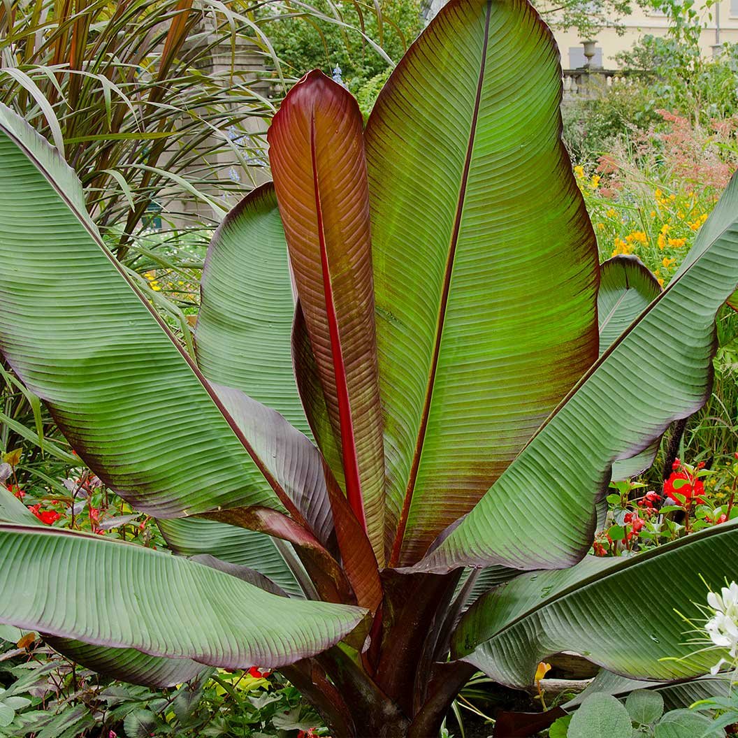 Ensete Banana Hover