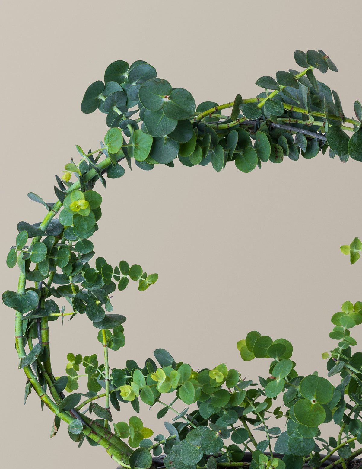 Potted Live Eucalyptus Hoop