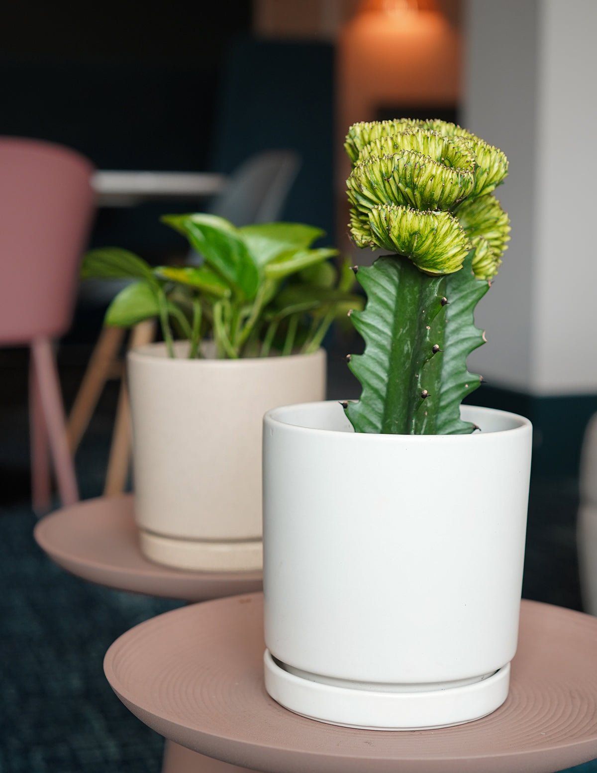Mermaid Tail Cactus Hover