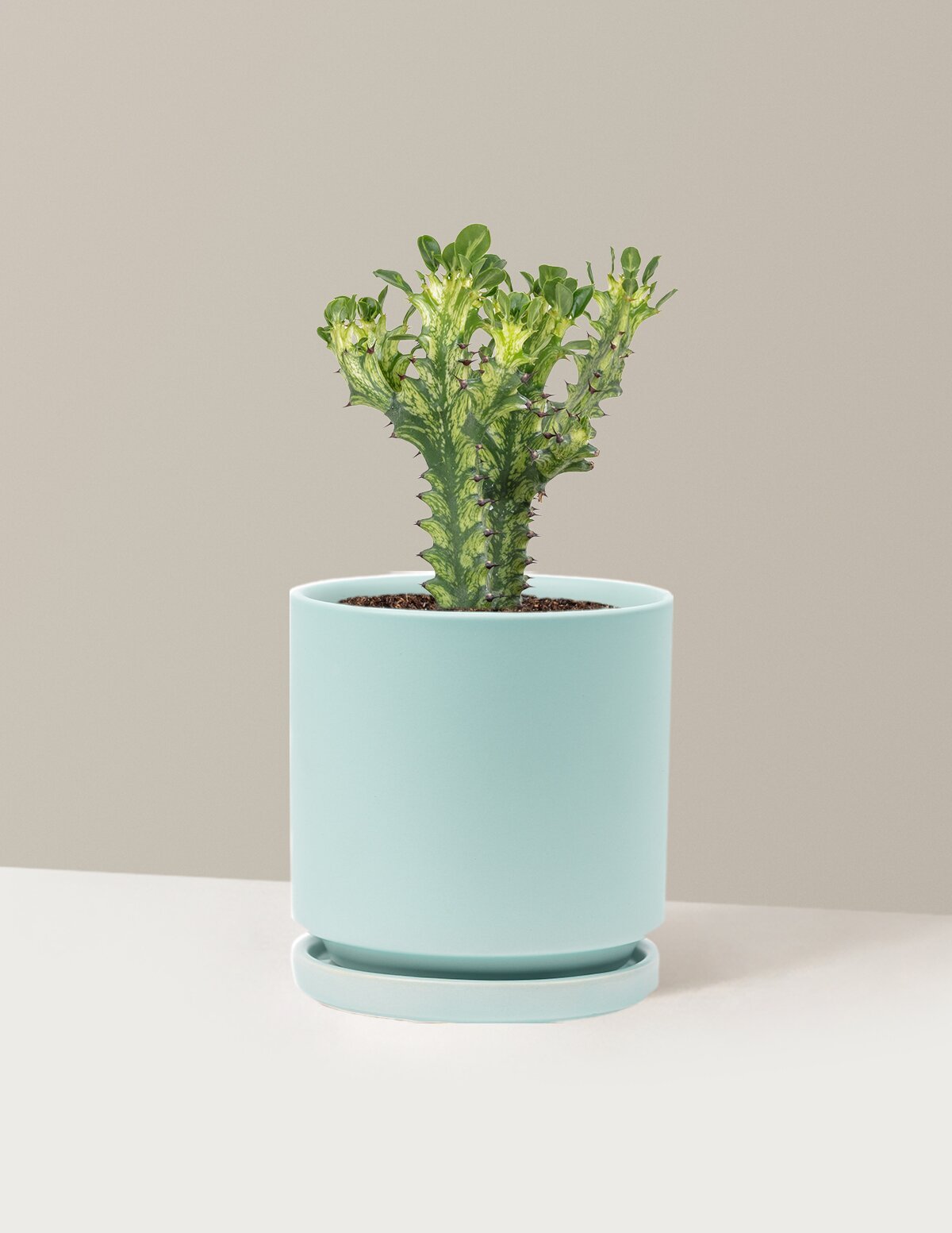 Euphorbia Mint Cream Hover