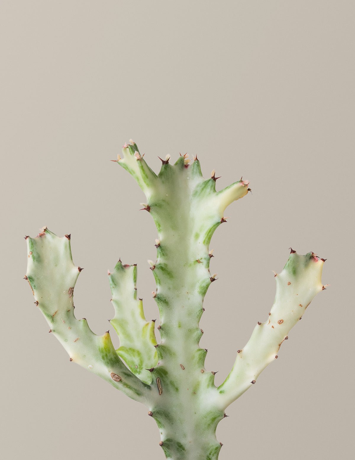 Euphorbia White Ghost Hover