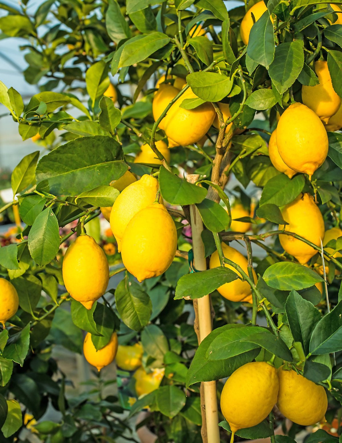 Eureka Lemon Tree Hover