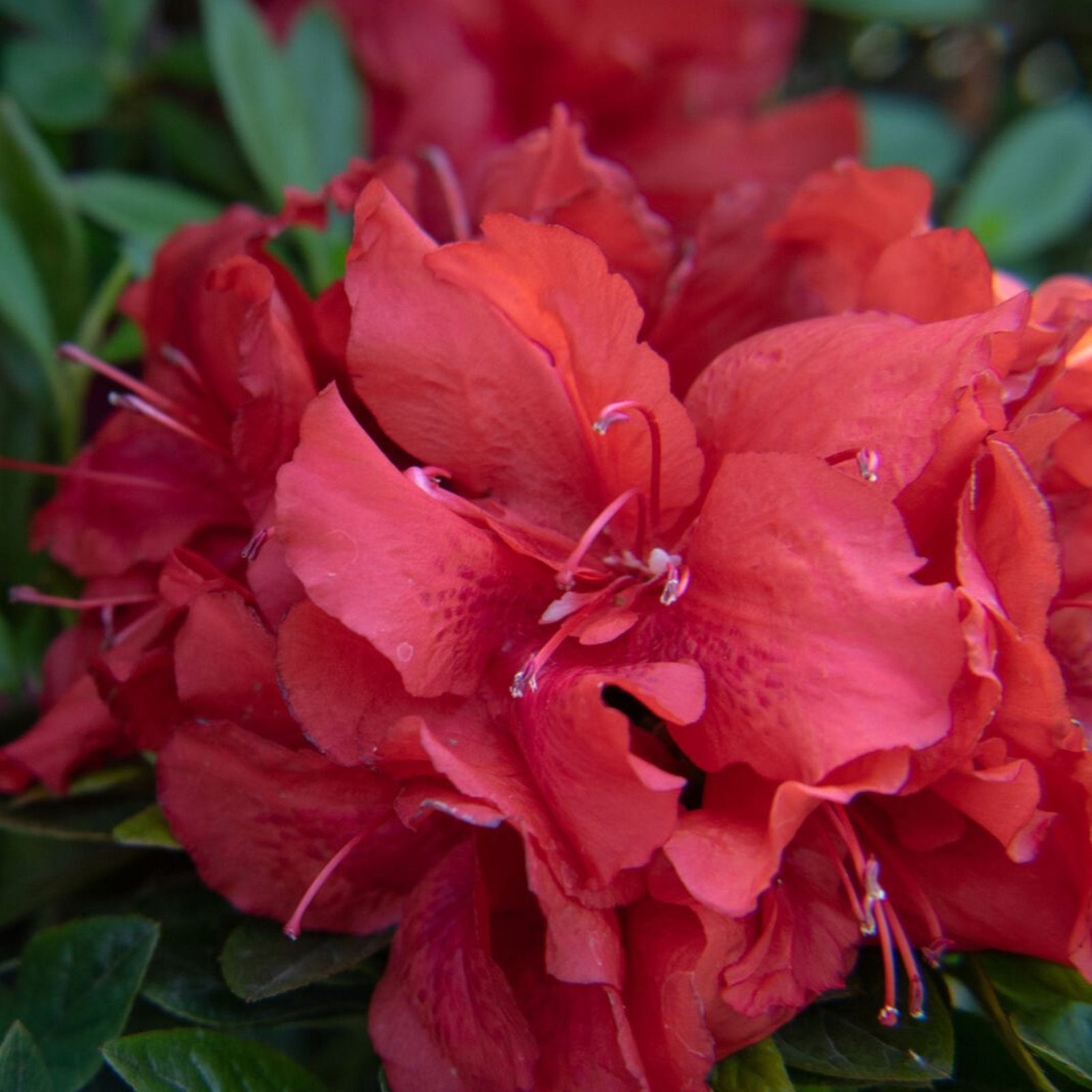 Ever After™ Ruby Azalea Hover