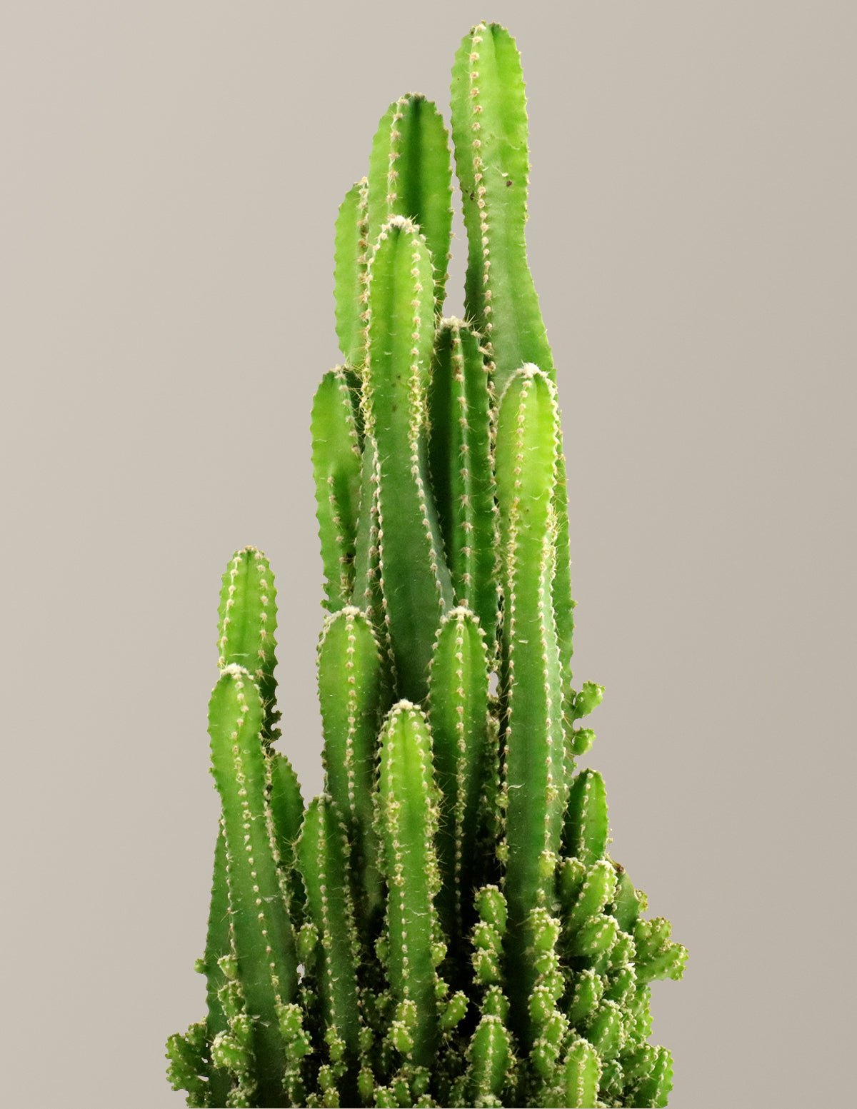 Fairy Castle Cactus Hover