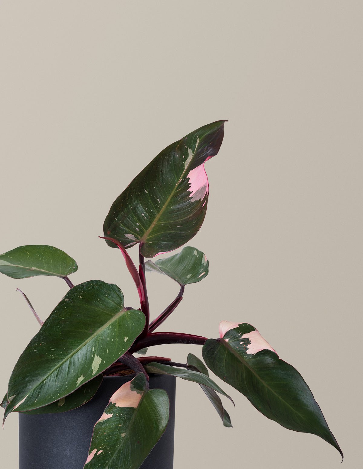 Hover Image