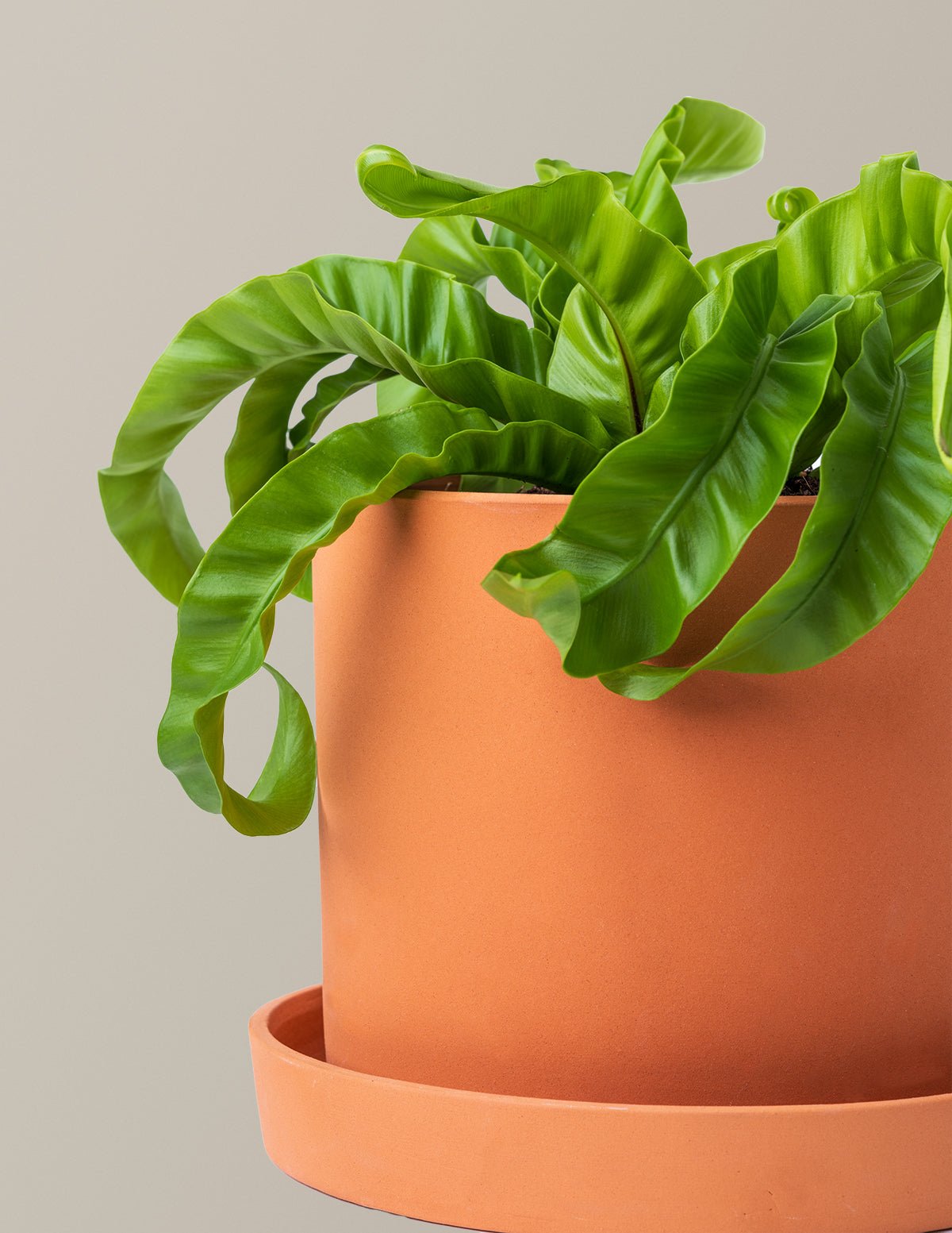 Fern Friends Duo Hover