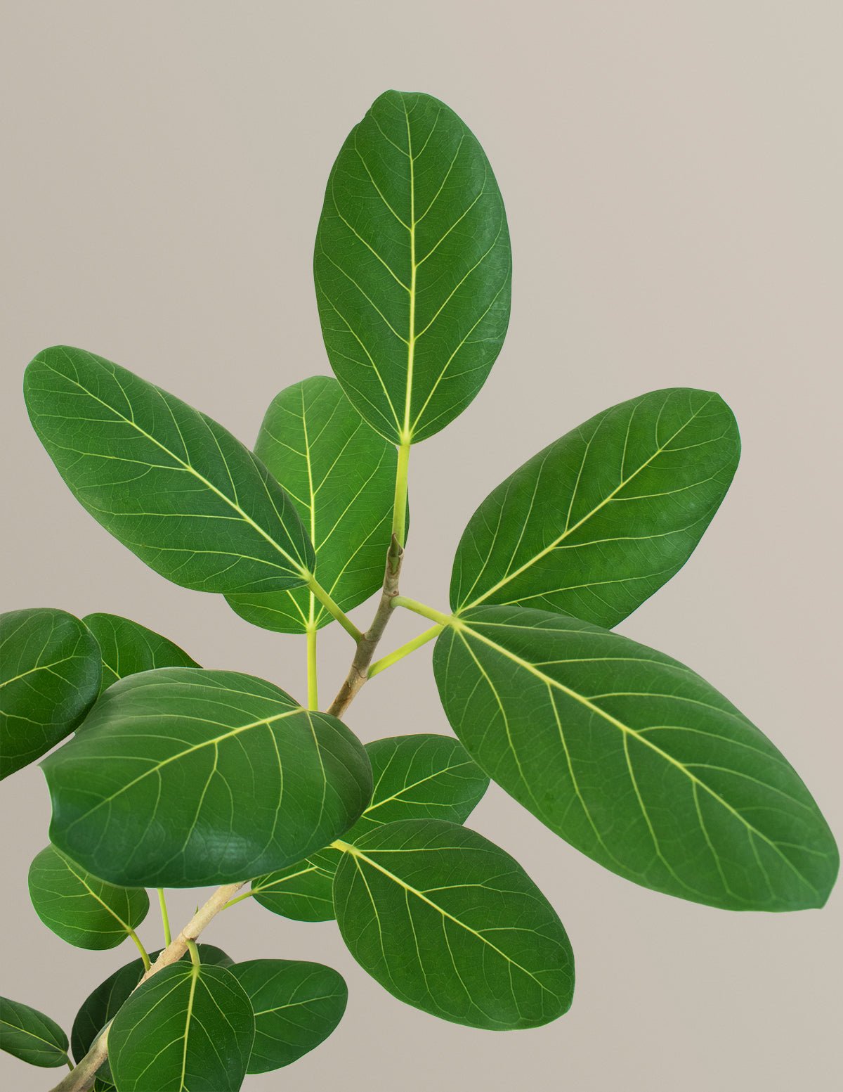 Ficus Audrey Bush Hover