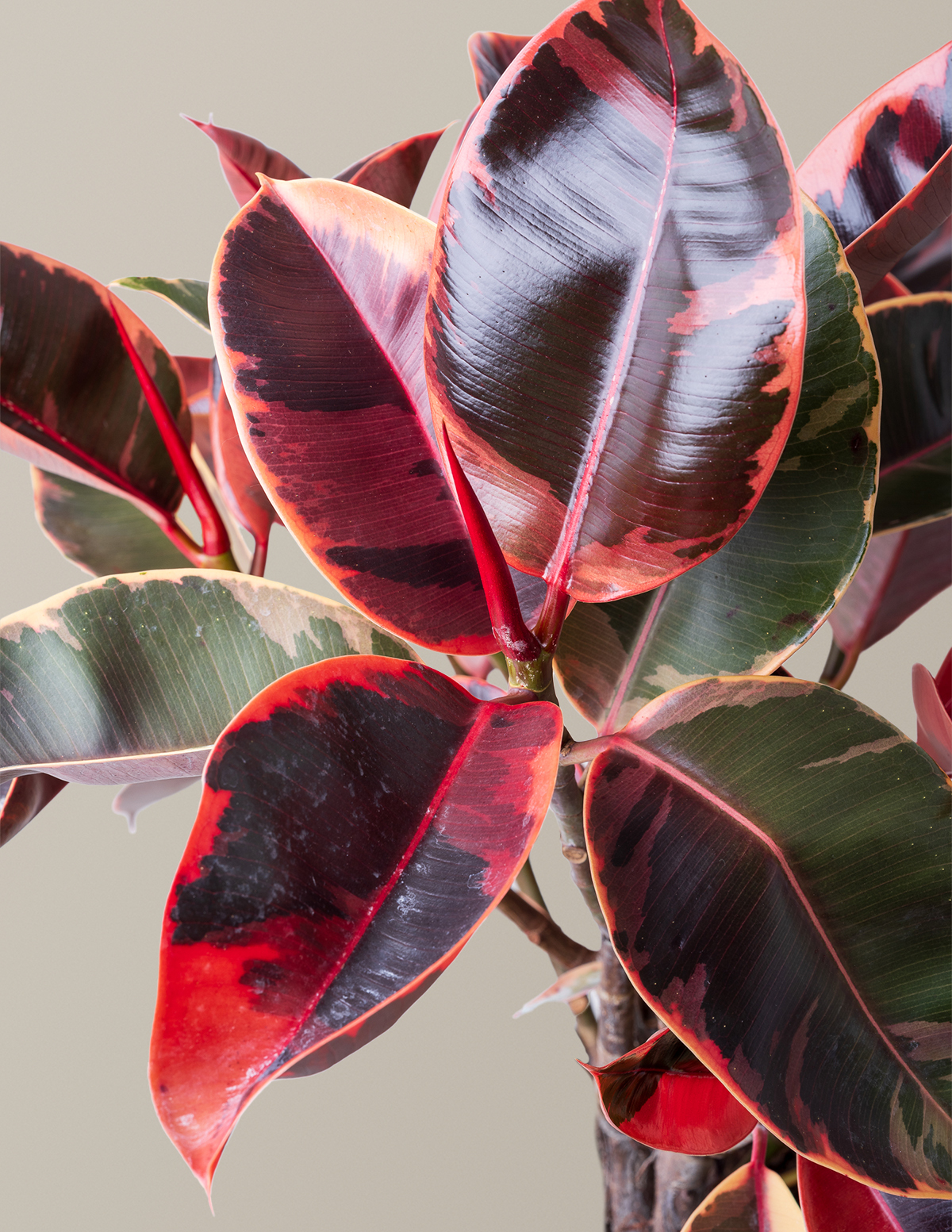 Ficus Ruby Hover