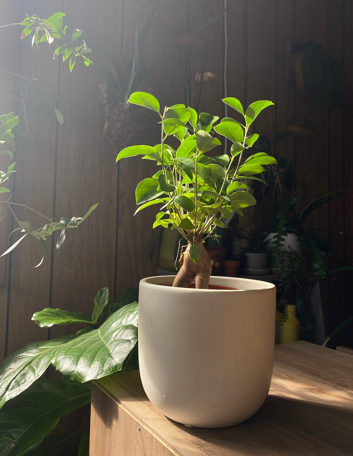 Bonsai Ficus Ginseng Hover