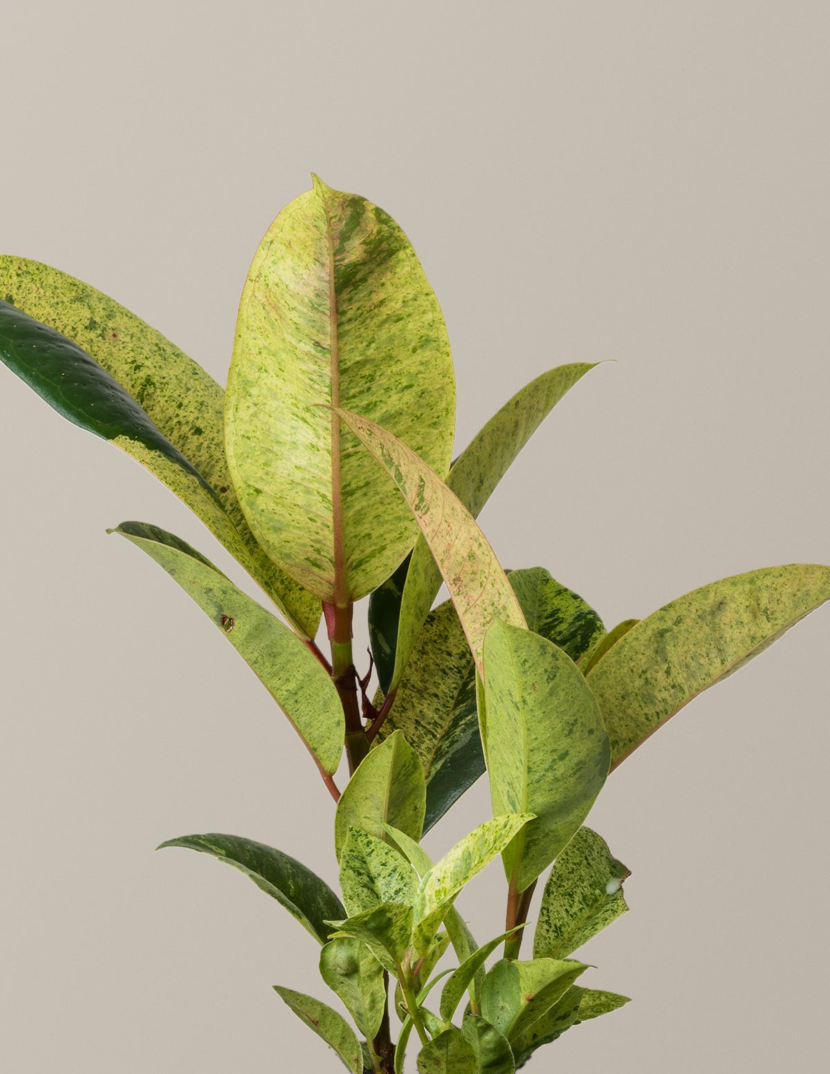 Ficus Shivereana Hover