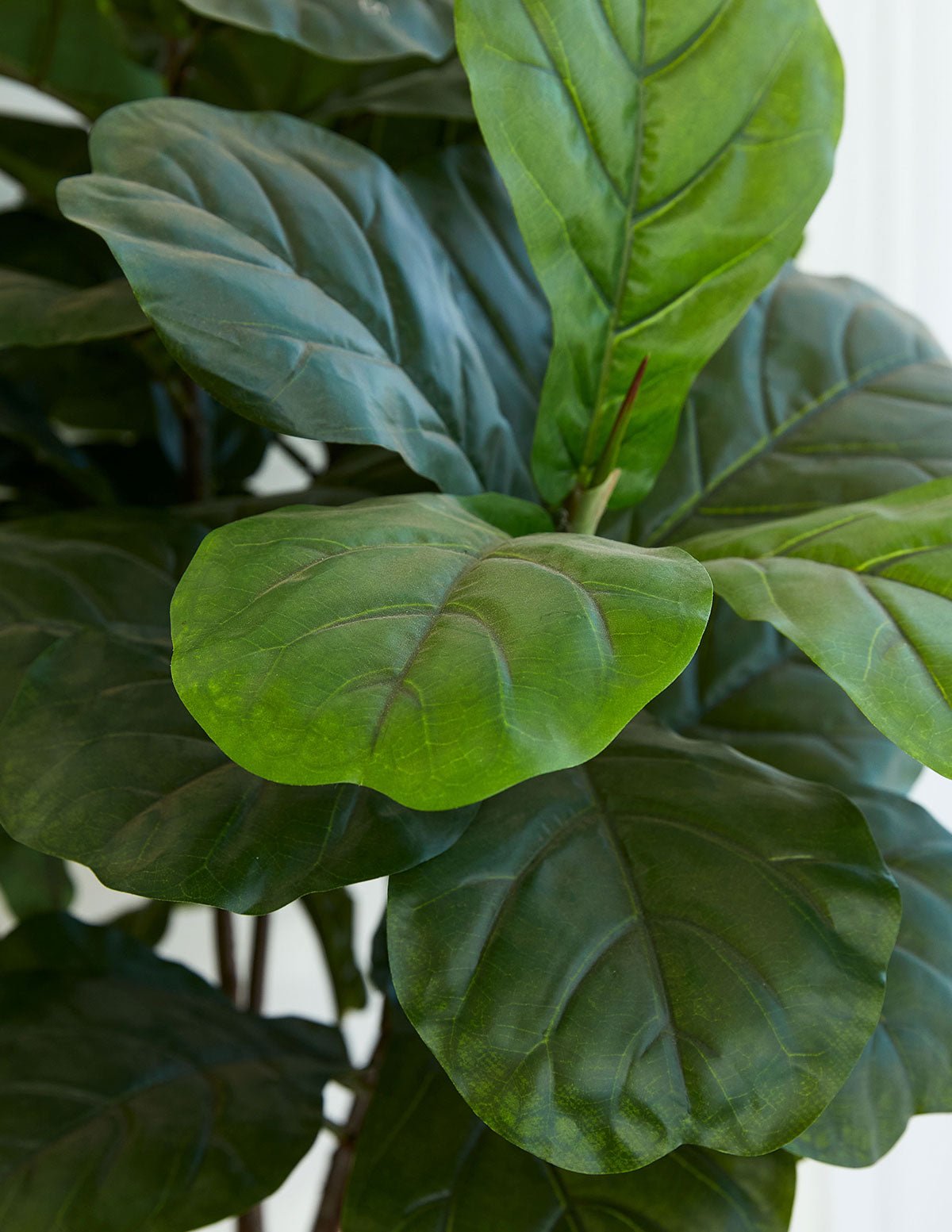 Artificial Fiddle Leaf Fig Tree Hover
