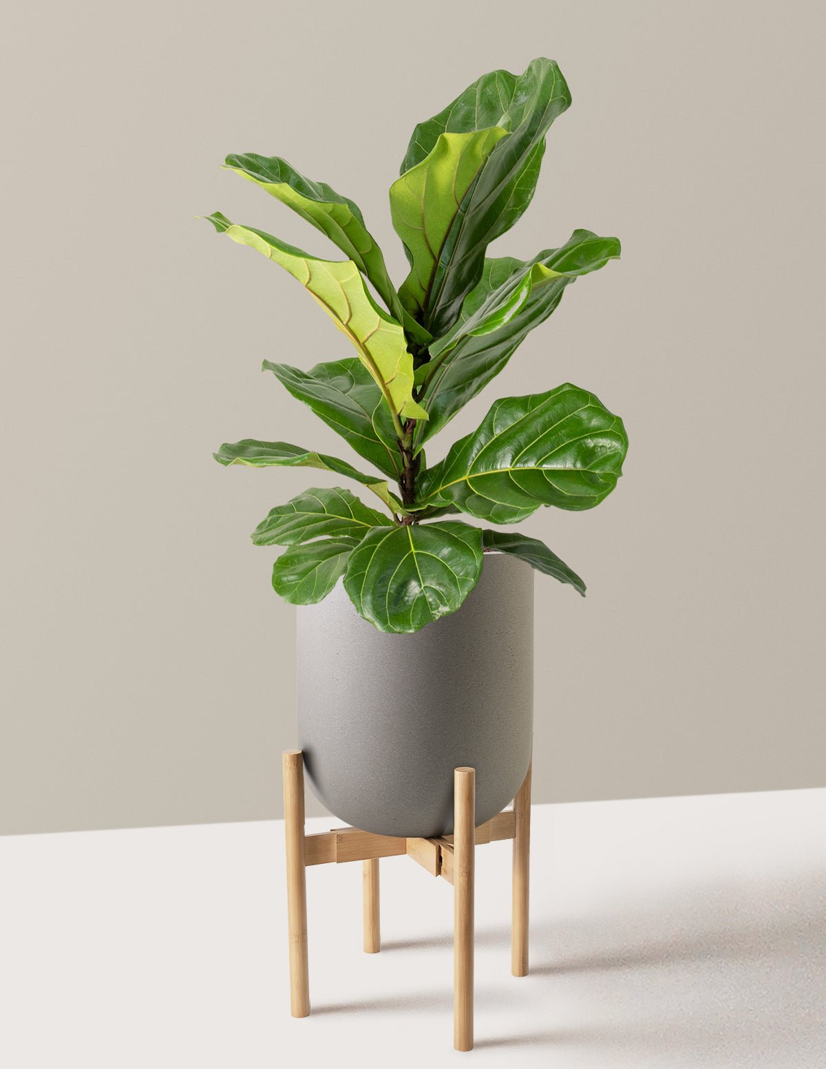 Fiddle Leaf Fig Bush Hover