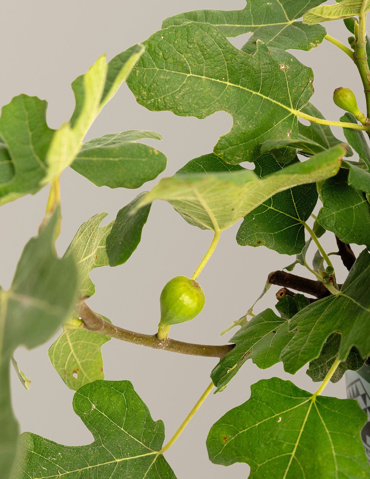 Fignominal Fig Hover
