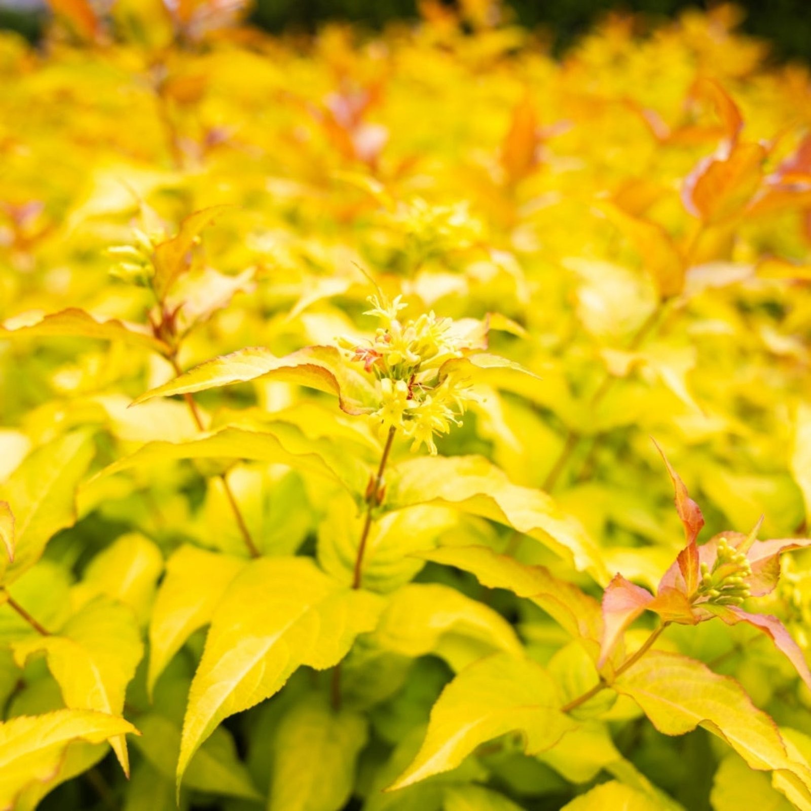 Firefly® Honeysuckle Bush Hover