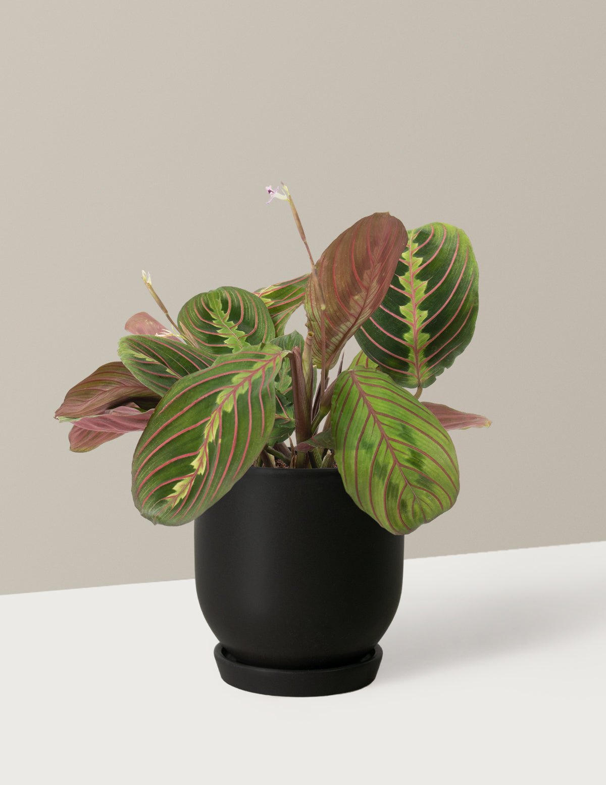 Fits your Sill: Pet Friendly Duo Hover