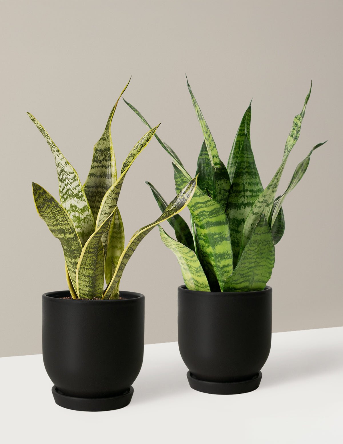 Fits your Sill: Small but Mighty Duo Hover