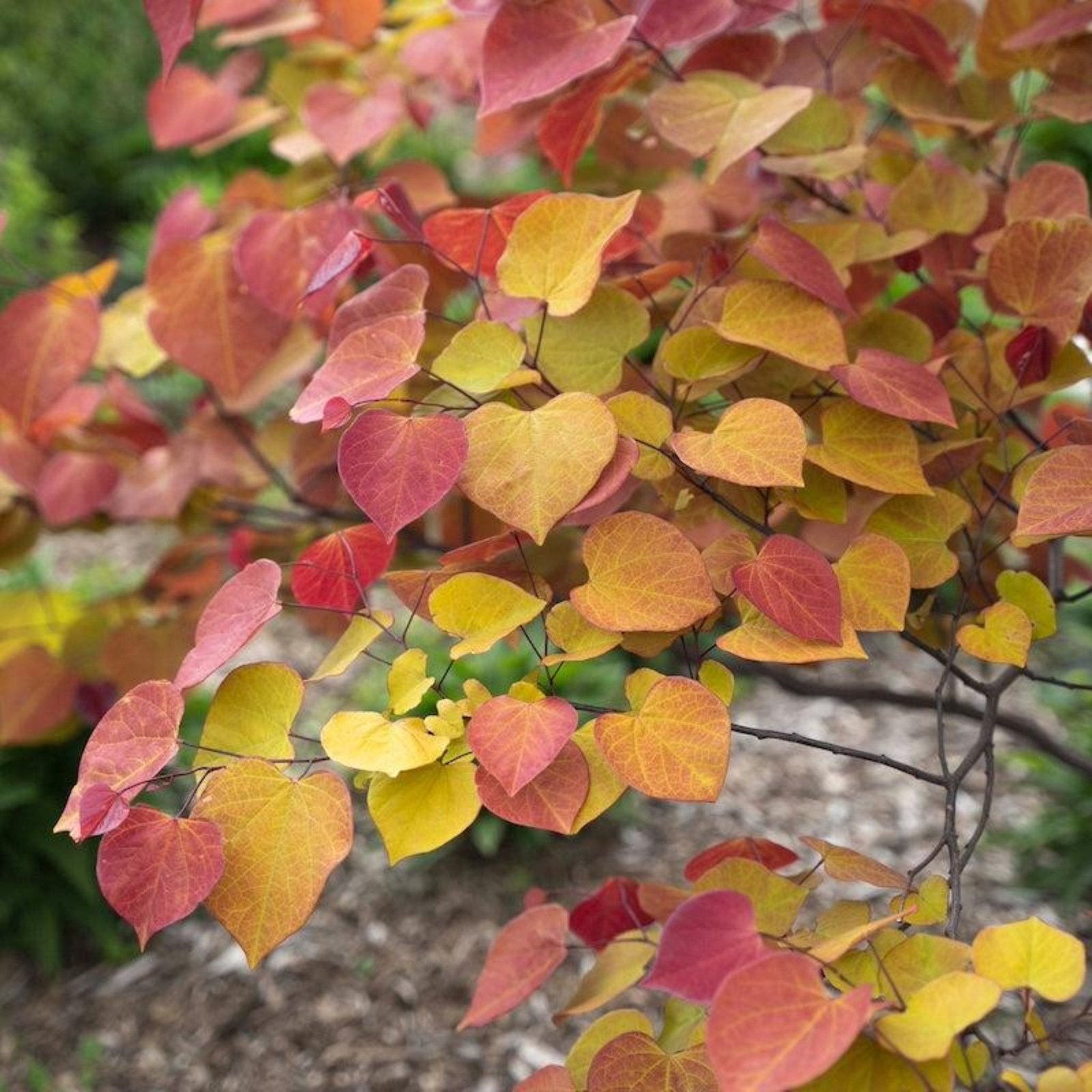 Flame Thrower® Redbud Tree Hover