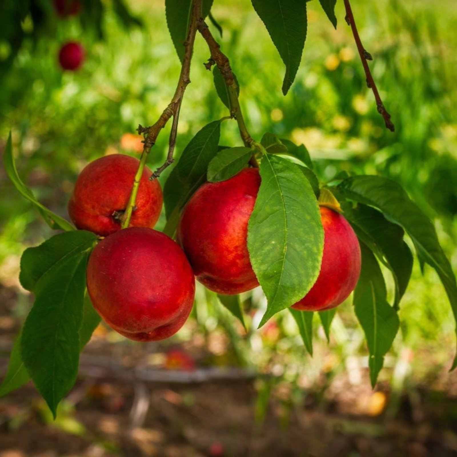 Flavortop Nectarine Tree Hover