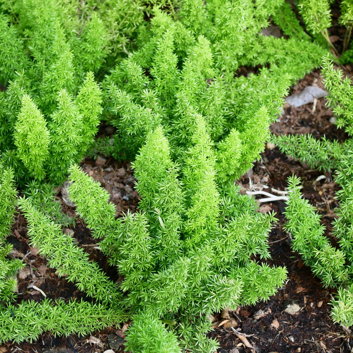 Foxtail Fern Hover