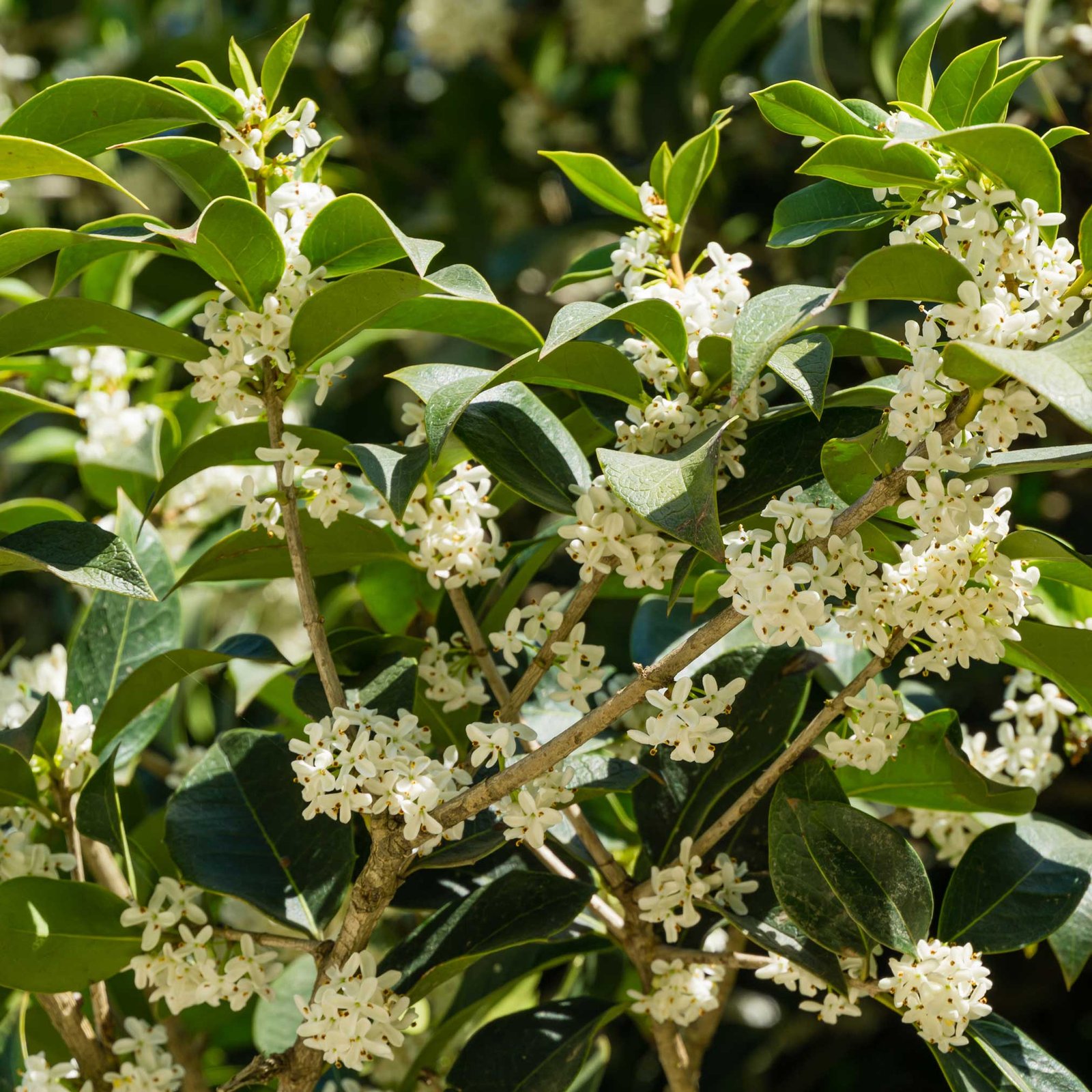 Fragrant Tea Olive Tree Hover