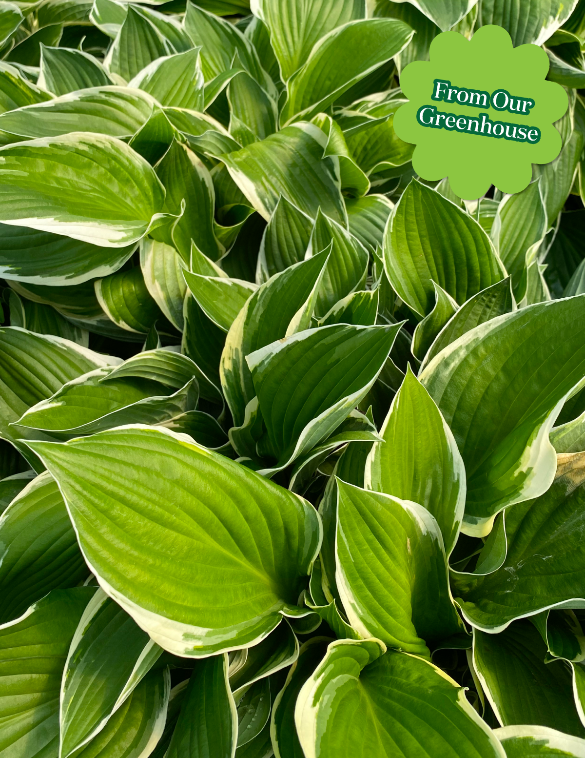 Francee Hosta Hover