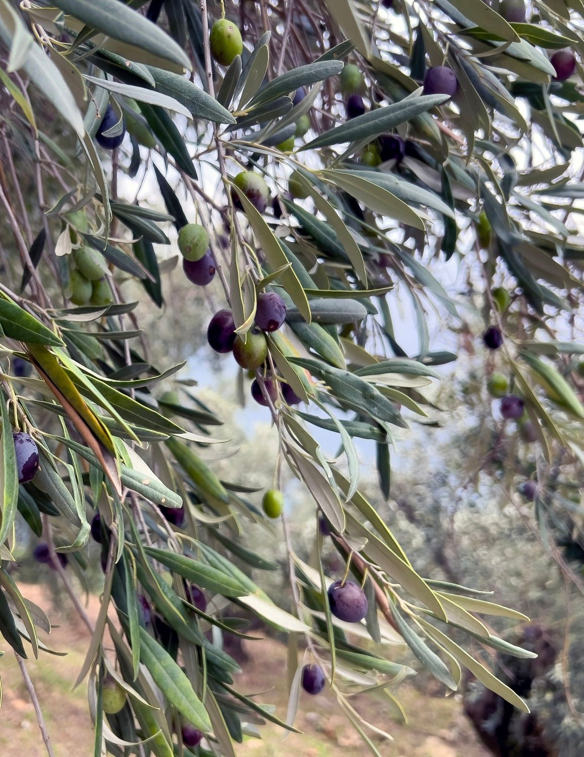 Frantoio Olive Tree Hover