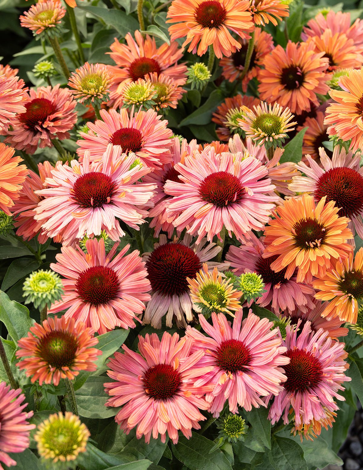 Fresco® Apricot Coneflower Hover