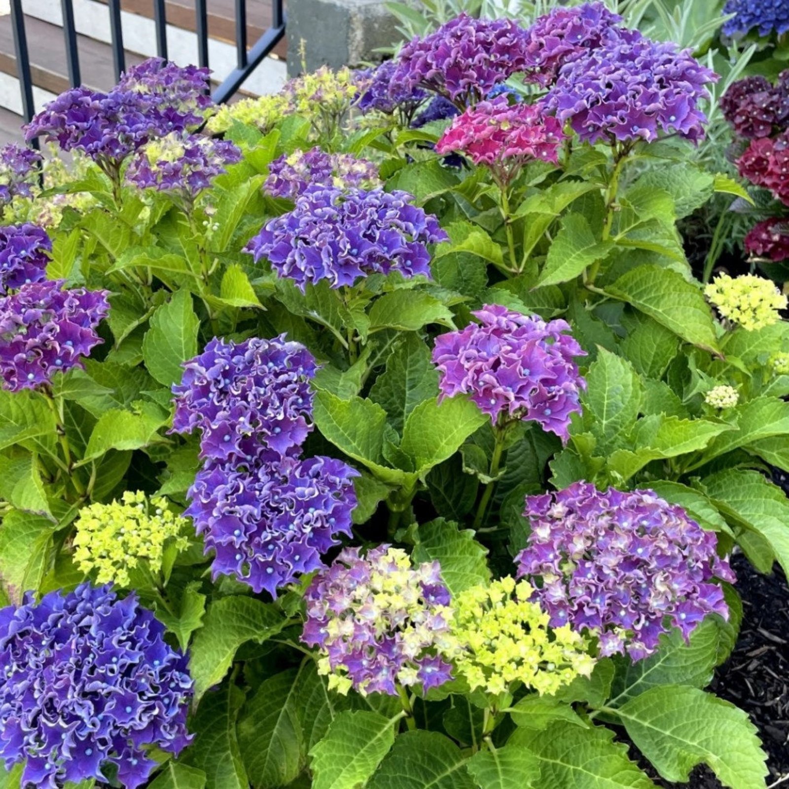 Frill Ride™ Hydrangea Hover