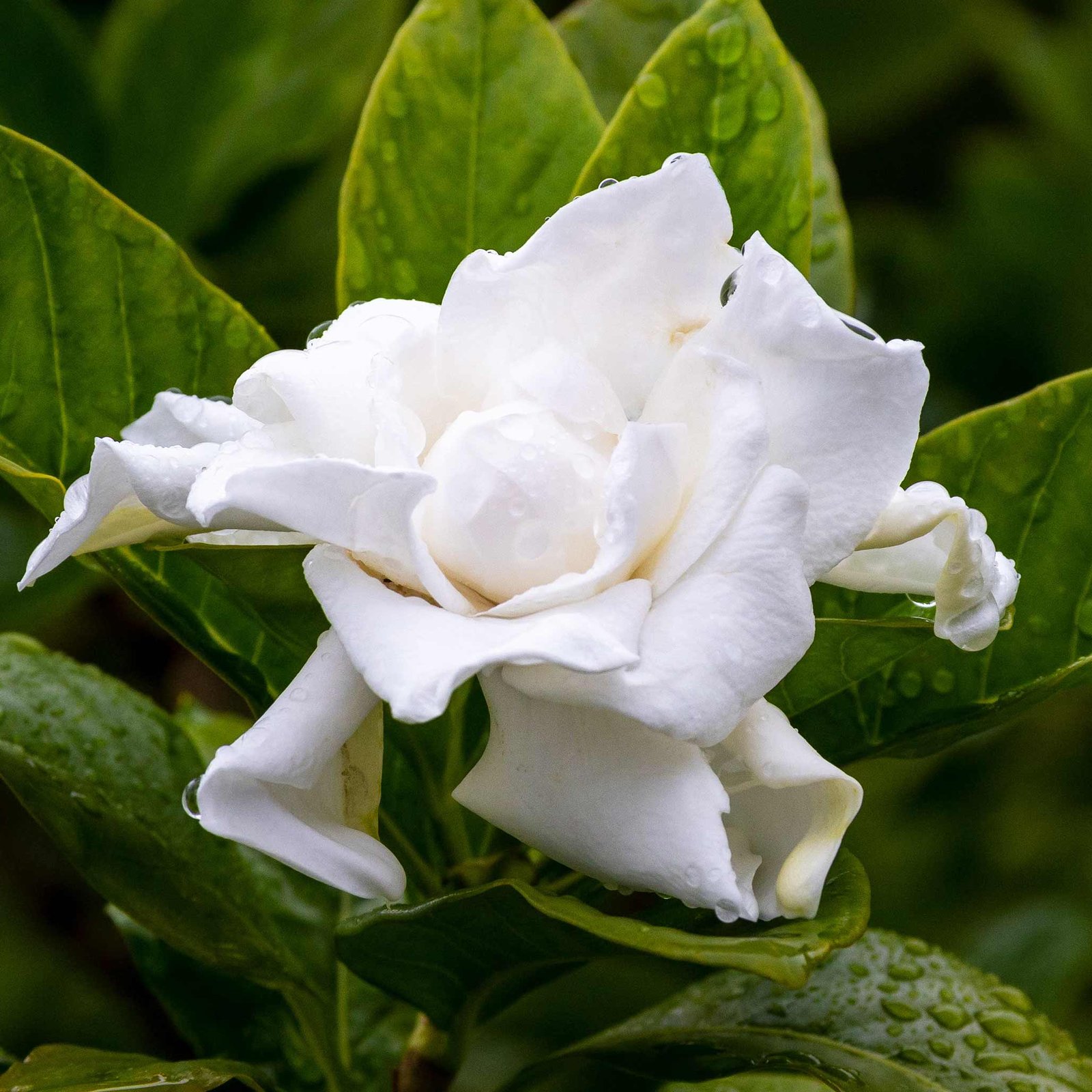 Frost Proof Gardenia Hover