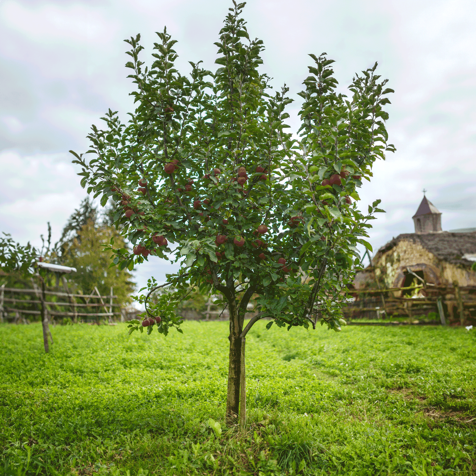 Fuji Apple Tree Hover
