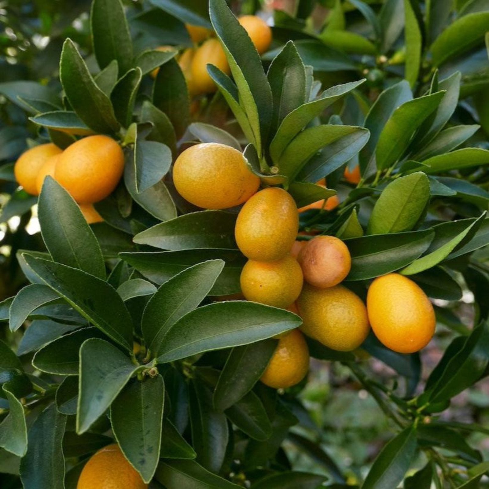 Fukushu Kumquat Tree Hover
