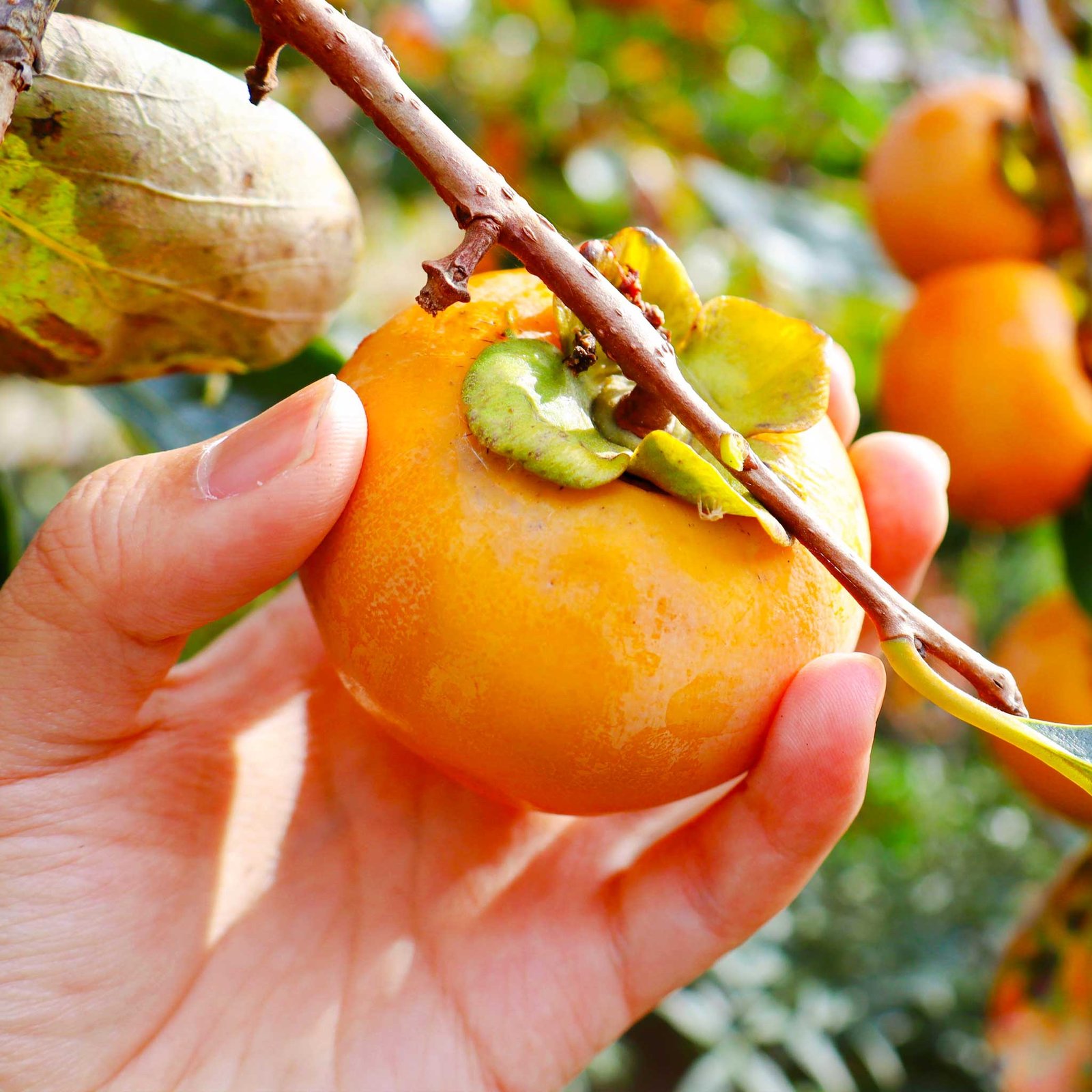 Fuyu Persimmon Hover