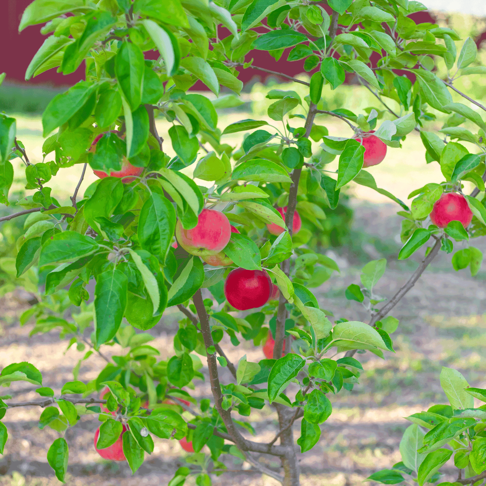 Gala Apple Tree Hover