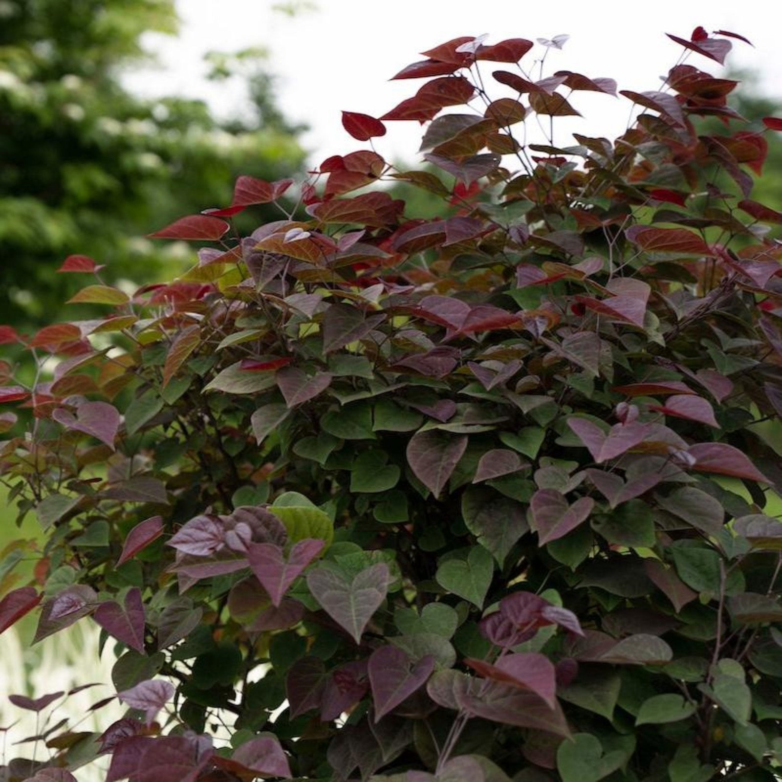 Garden Gems® Amethyst Redbud Hover
