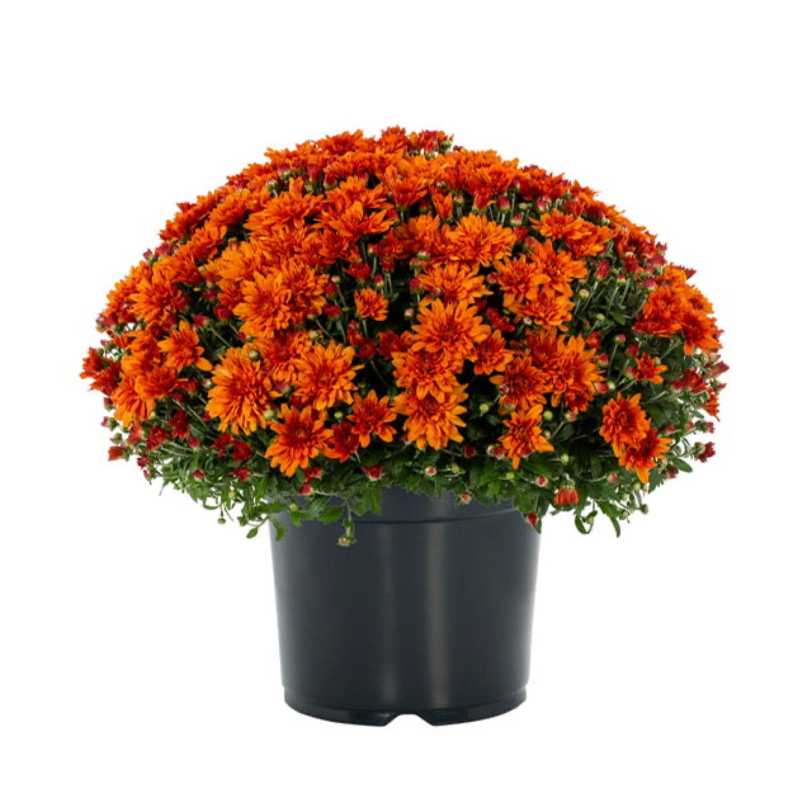 Garden Mums Hover