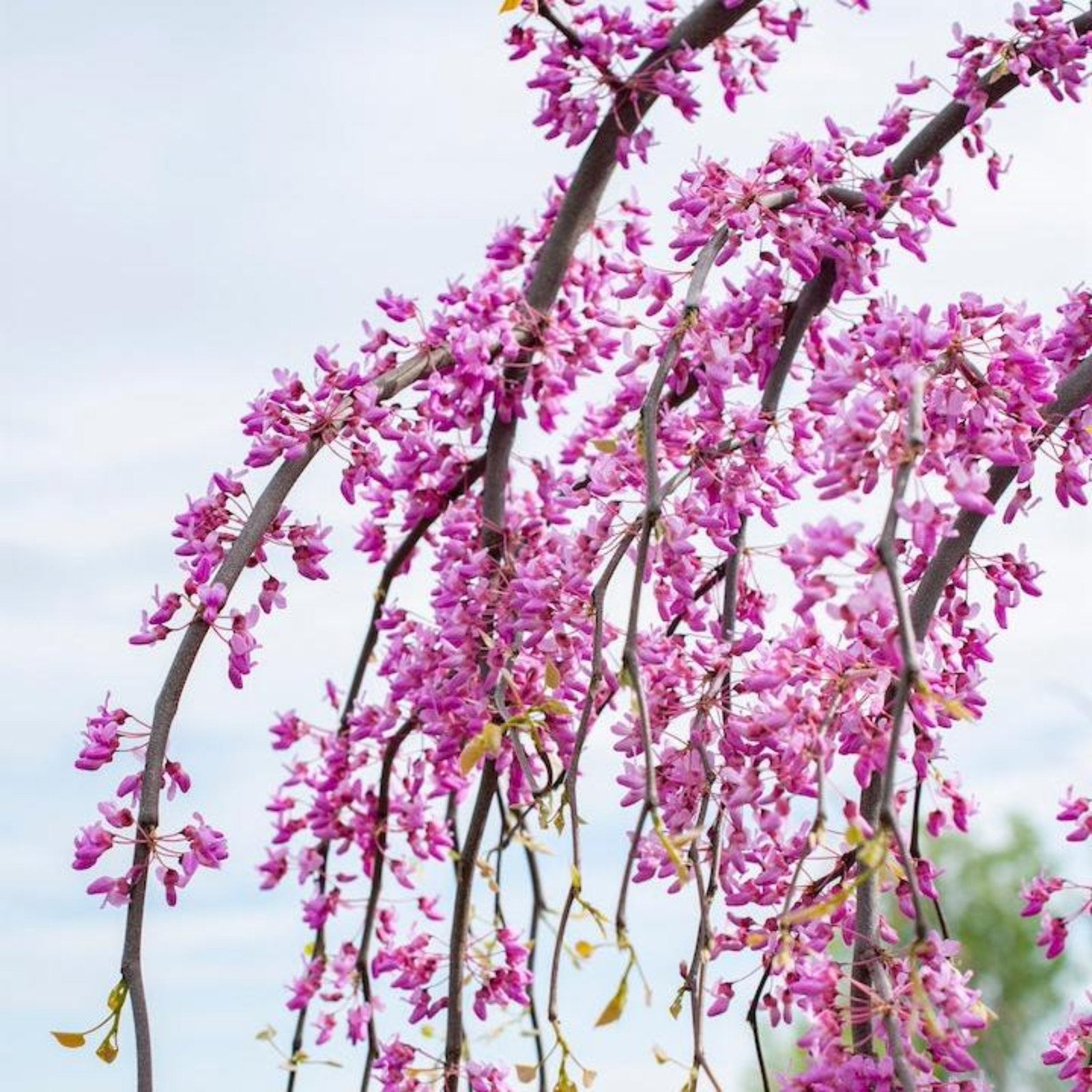 Golden Falls® Redbud Tree Hover