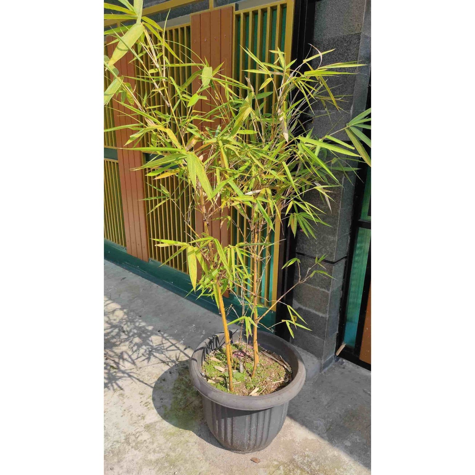Golden Goddess Bamboo Hover