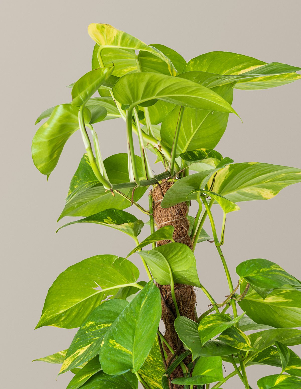 Golden Pothos Totem Hover