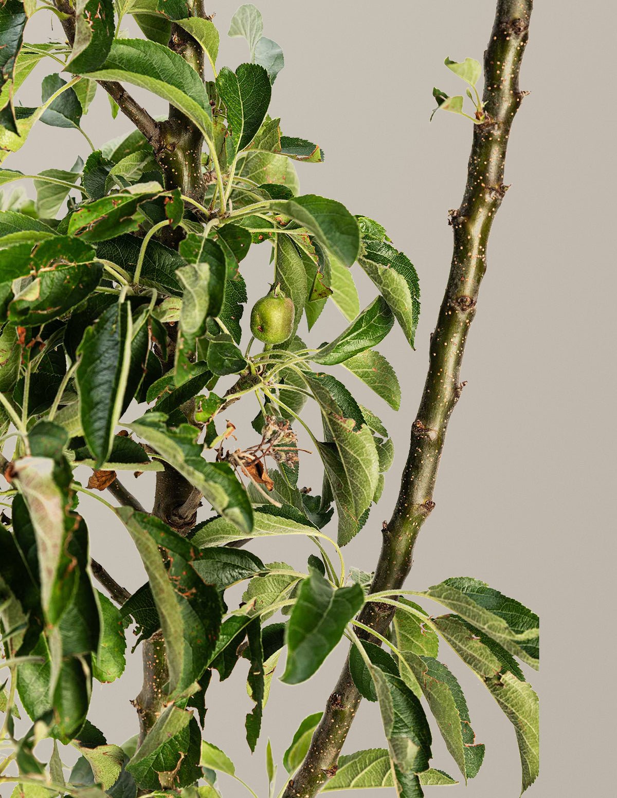 Golden Treat™ Fruit Snacks™ Apple Tree Hover