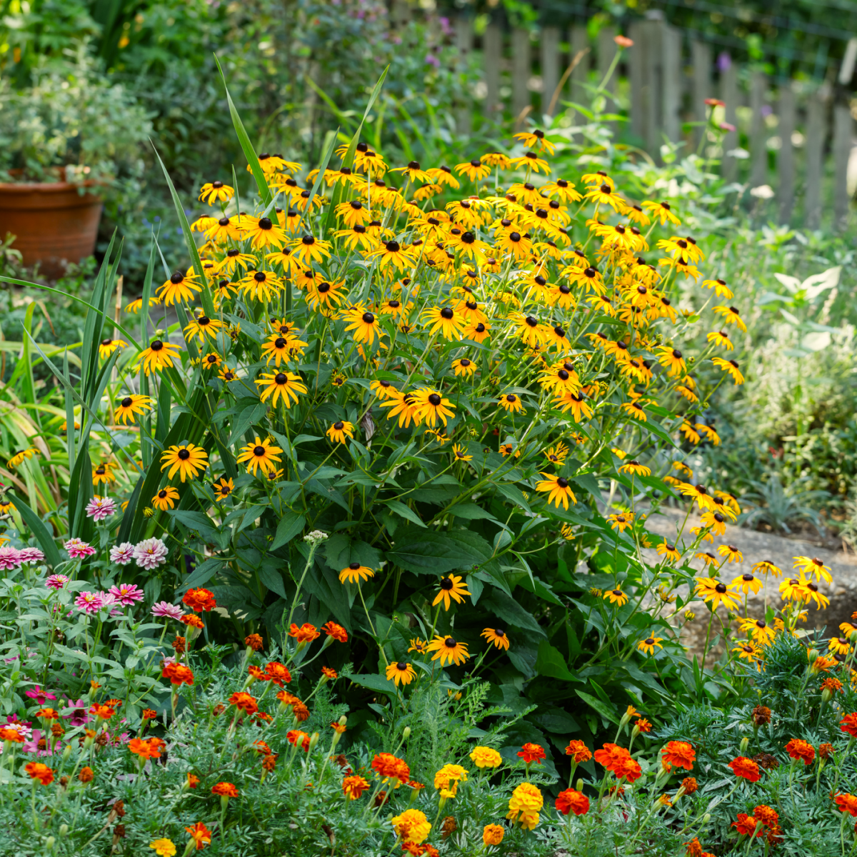 Goldsturm Black-Eyed Susan Hover