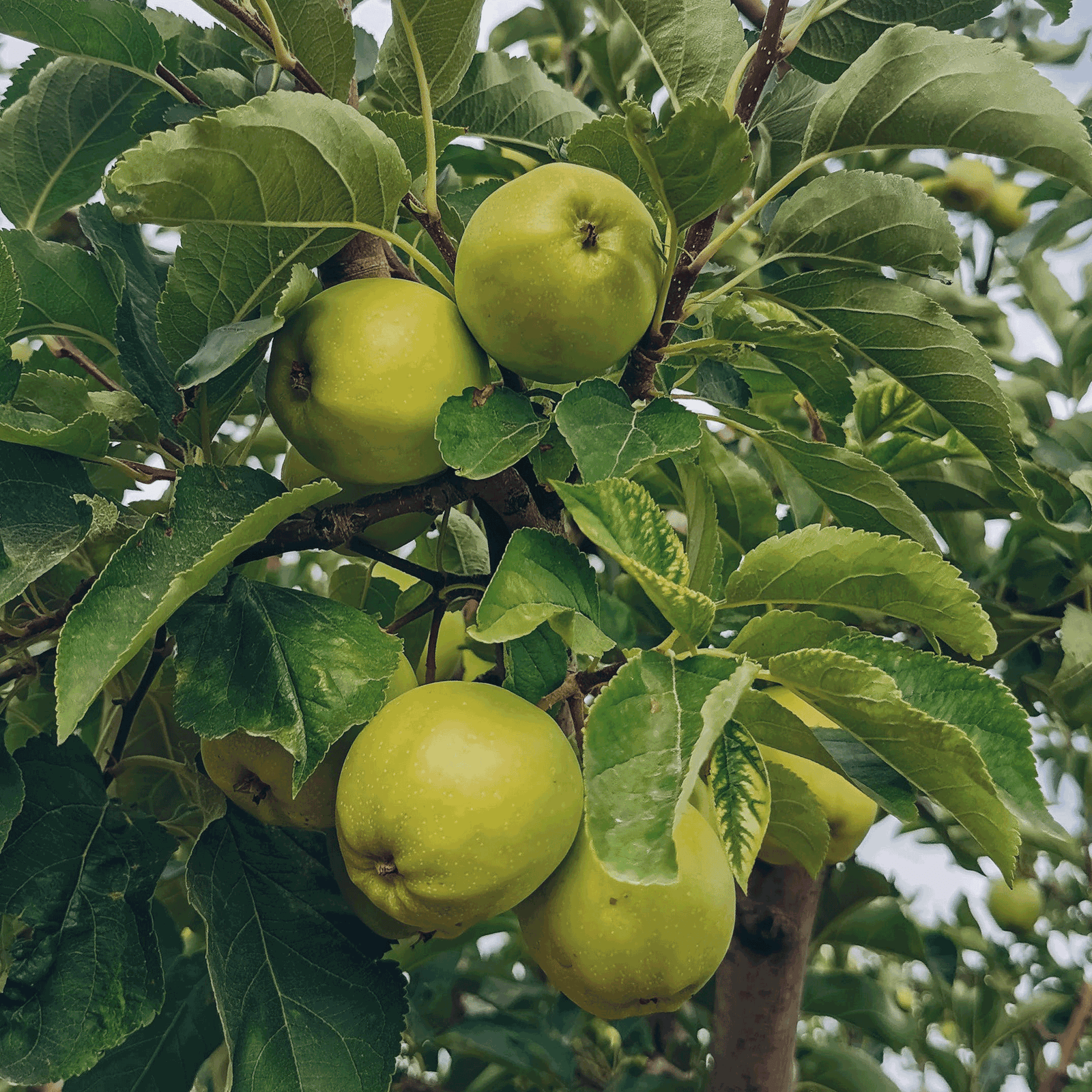 Granny Smith Apple Tree Hover