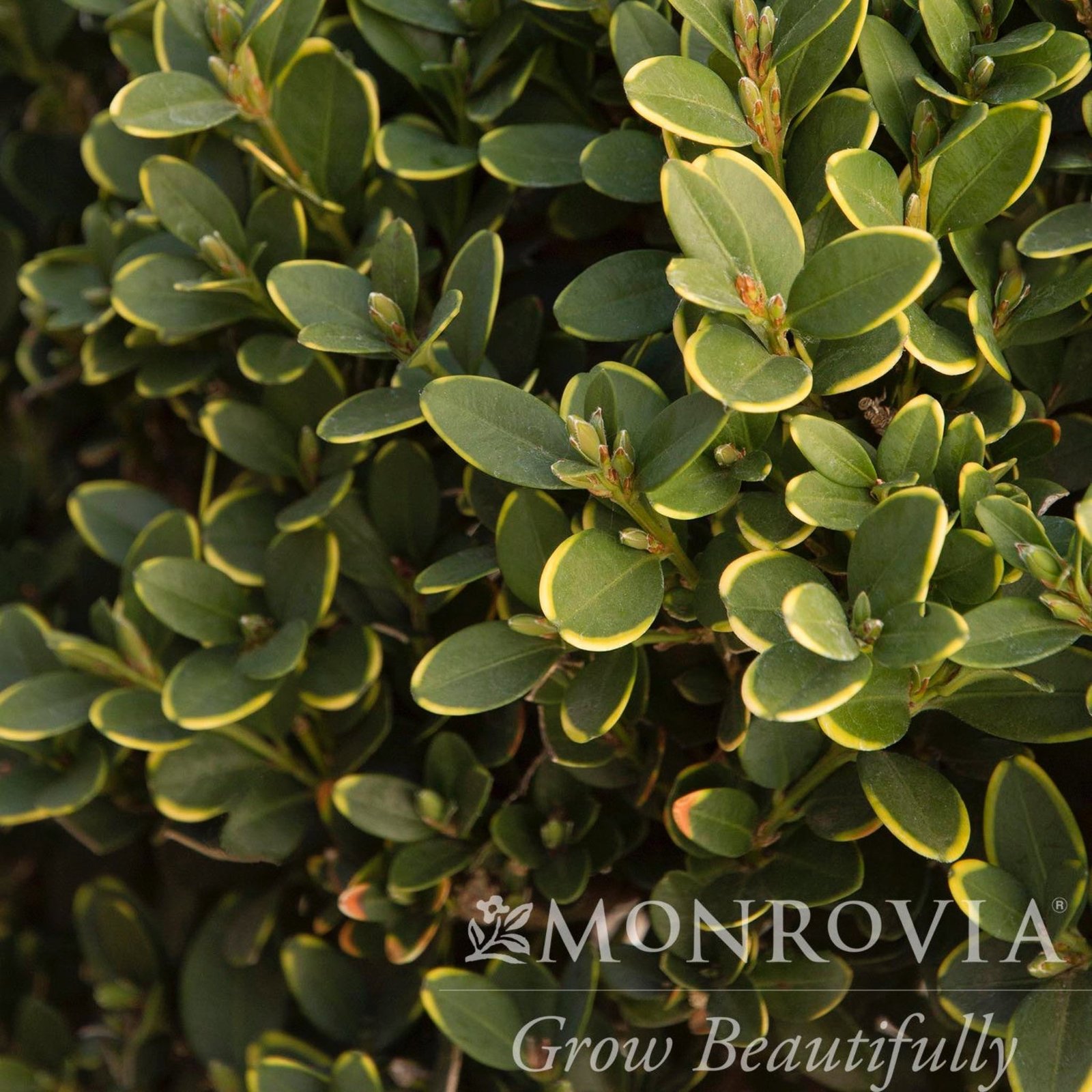 Green Mountain Topiary Boxwood (Ball) Hover