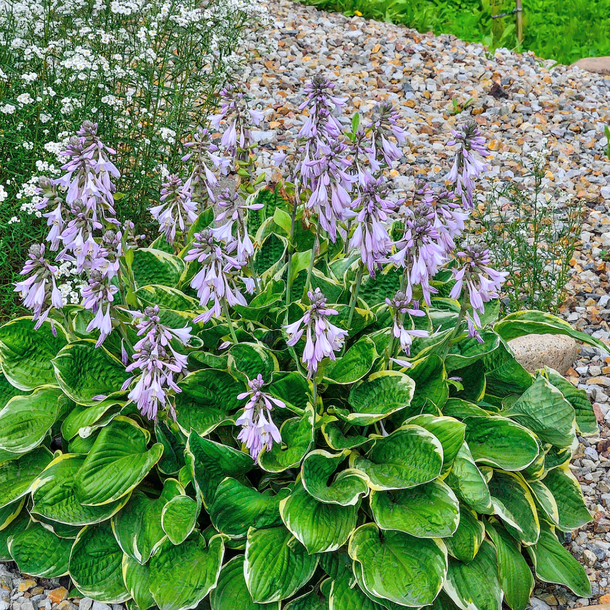 Green Patriot Hosta Hover