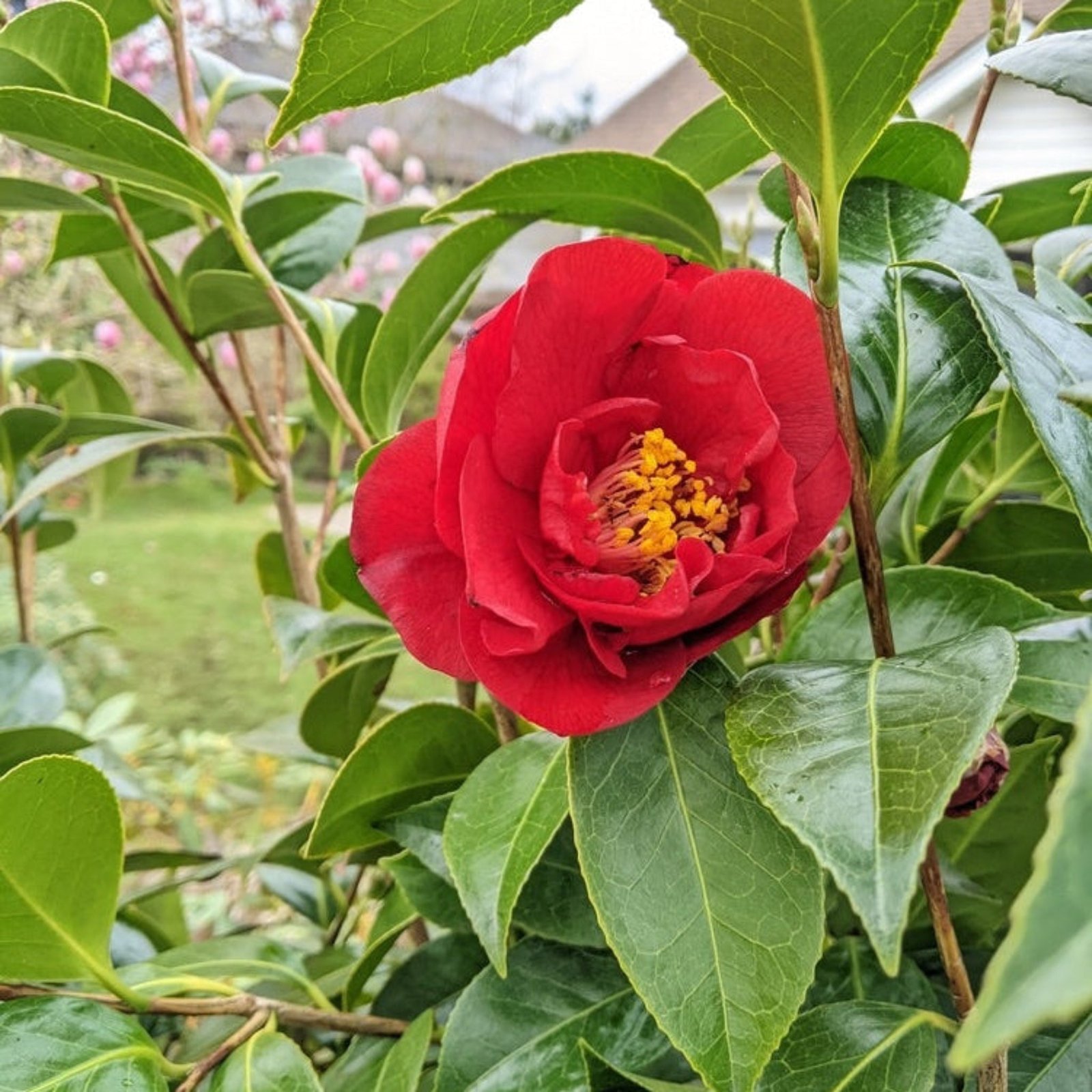 Greensboro Red Camellia Hover