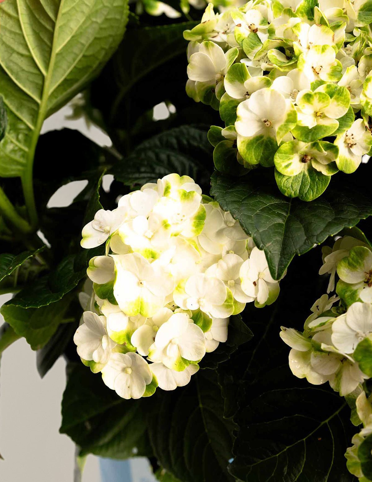 Grin and Tonic™ Reblooming Hydrangea Hover