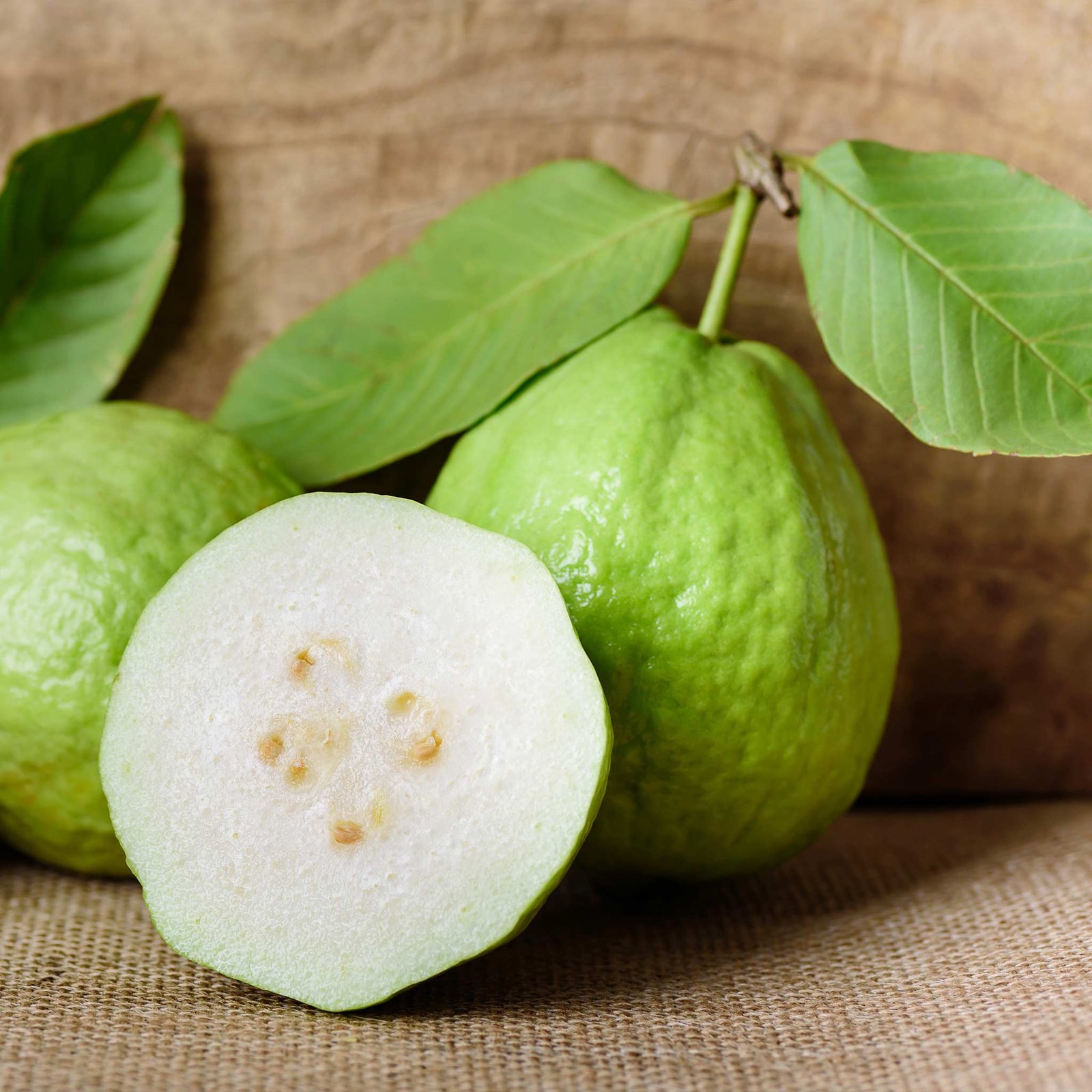 Guava Tree - White Hover