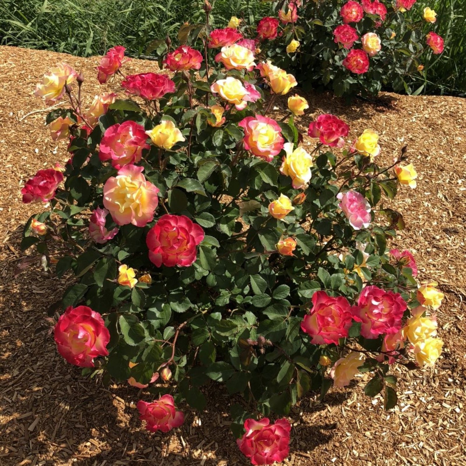 Gumball Goody™ Rose Hover